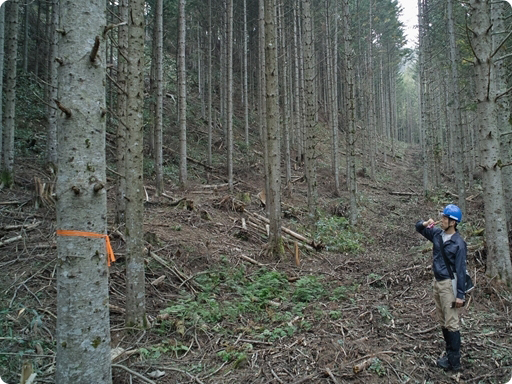 J-クレジット制度の森林検査の写真2
